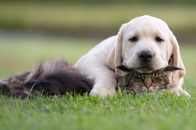 Cat and dog in grass