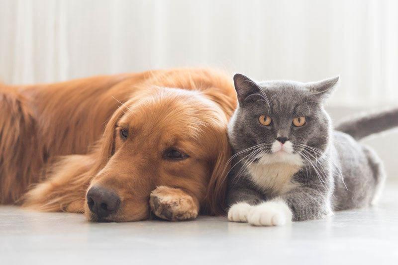orange dog and grey cat